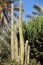 Giant Organ Pipe cactus on Fuerteventura