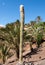 Giant Organ Pipe cactus on Fuerteventura,