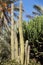 Giant Organ Pipe cactus on Fuerteventura,