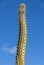 Giant Organ Pipe cactus on Fuerteventura, Canary Islands