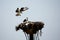 Giant Osprey landing in nest