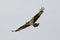 Giant osprey wings spread flying