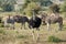 Giant Ostrich standing in the middle of zebras in a grassland