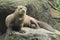 Giant otter