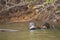 Giant Otter Eating fish with Friend