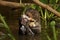 A giant otter eating a fish in the Pantanal, Brazil