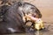 A Giant Otter eating his lunch