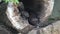 The Giant Otter family, Pteronura brasiliensis in a tree trunk