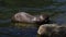 Giant otter indulges in the head of a small fish for lunch. Lunchtime South American carnivorous mammal Pteronura brasiliensis. Ta