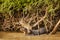 Giant Otter Pair: On the Alert in the River