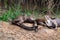 Giant otter from Pantanal, Brazil