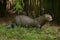 Giant otter (Pteronura brasiliensis).