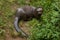 Giant otter (Pteronura brasiliensis).