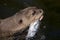 A giant otter Pteronura brasiliensis - She caught a fish