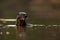 Giant Otter, Pteronura brasiliensis, portrait in the river water with fish in mouth, Rio Negro, Pantanal, Brazil