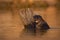 Giant Otter, Pteronura brasiliensis, portrait in the river water level, Rio Negro, Pantanal, Brazil