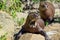 A giant otter Pteronura brasiliensis - They rest and bask in the sun.