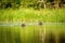 Giant otter Pteronura brasiliensis swims in lake in the peruvian Amazon jungle, Peru, green background