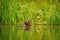 Giant otter Pteronura brasiliensis swims in lake in the peruvian Amazon jungle, Peru, green background