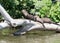 Giant otter Pteronura brasiliensis on a trunk tree