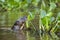 Giant Otter Spy Hopping near Water Hyacinths