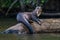 Giant otter standing on log in the peruvian Amazon jungle