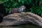 Giant otter standing on log peruvian Amazon jungle at Mad