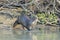 Giant otter walking on riverbank
