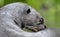 Giant otter in the water scratching the skin relieves itching. Giant River Otter, Pteronura brasiliensis.