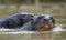Giant otters swimming in the water. Giant River Otter, Pteronura brasiliensis.