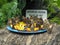 Giant owl butterflies feeding on cut fruit in a butterly conservatory