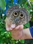 Giant owl butterfly looks differently with its wing pattern in Costa Rica