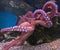 Giant pacific octopus 1