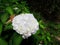 Giant Pale White Ball-shape Hydrangea