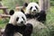 Giant Panda