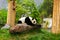 Giant Panda