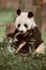 Giant Panda