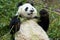 Giant Panda