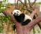 Giant panda