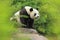 Giant panda