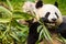 Giant panda