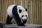 Giant panda