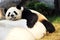 Giant Panda