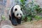 Giant panda