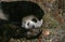Giant Panda, ailuropoda melanoleuca, Adult sleeping, Wolong Reserve in China