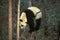 Giant Panda, ailuropoda melanoleuca, Adult standing on Branch, Wolong Reserve in China