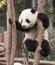 Giant panda baby