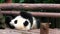 Giant panda baby