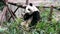 Giant panda baby