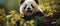 A giant panda in the bamboo forest. Pandas are native to Asia